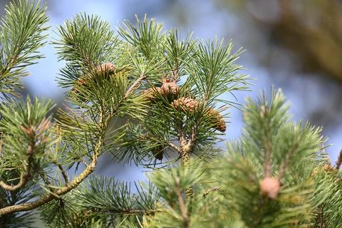 Pine tree with pine cone close up view Stock Photos