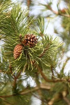 Pine tree with pine cone close up view Stock Photos