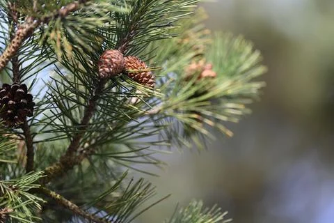 Pine tree with pine cone close up view Stock Photos