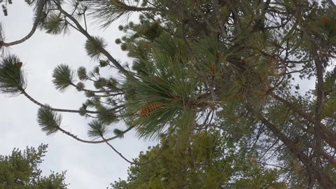 Pine tree with pine cone in a gloomy weather Stock Footage 231813084