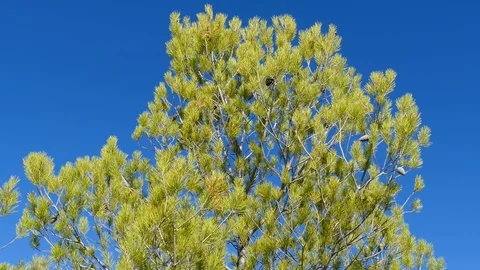 Pine tree with pine cones and the sky in the background Stock Footage