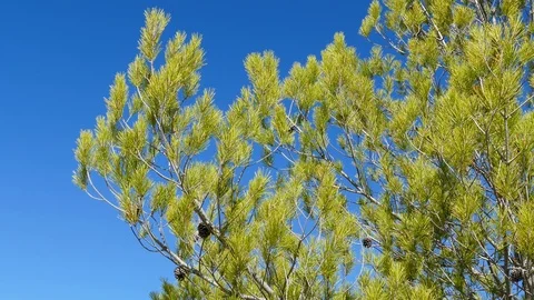Pine tree with pine cones and the sky in the background Video stock 117708168
