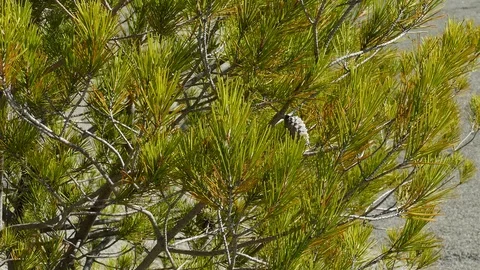 Pine tree with pine cones and the sky in the background Video stock 117709546
