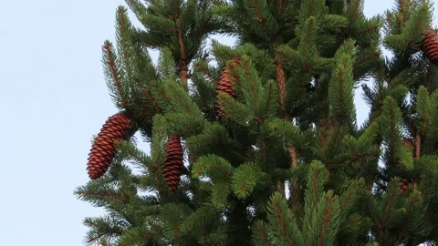 Pine tree with pine cones moving to wind during the day / daytime on Stock Footage 138207584