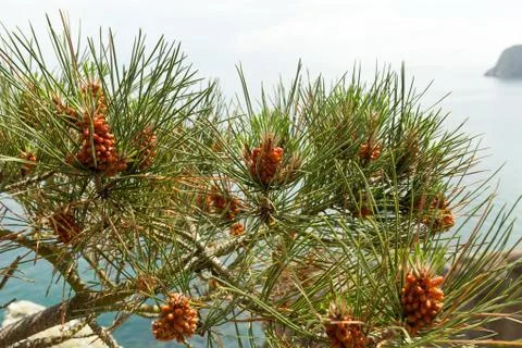 Pine tree with pine cones on the sea background Fotos Stock