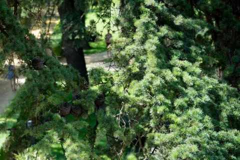 Pine tree with pine cones in Seville, Spain, Europe Stock Photos