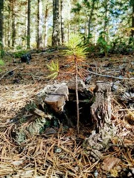 Pine tree in pine tree Foto stock