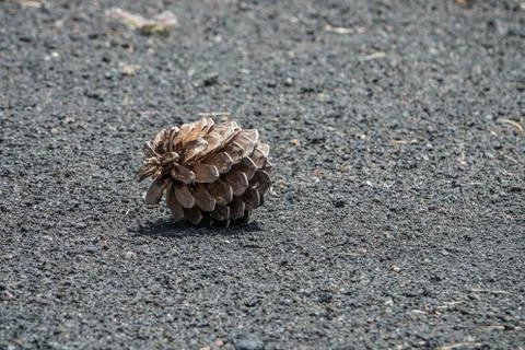 Pine tree pineapple in Caldera de Taburiente Stock Photos