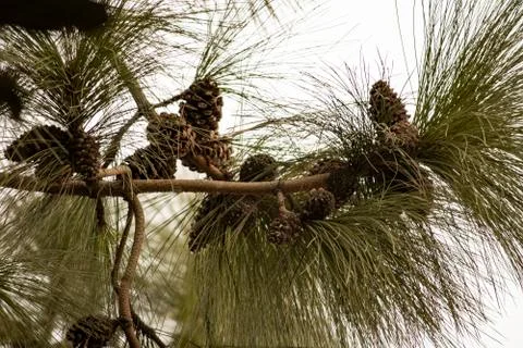 Pine tree with pines wallpaper Stock Photos