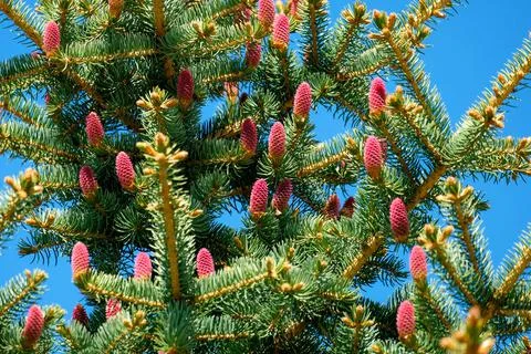 Pine tree with pink cones against the blue sky. Real cones on a coniferous tree Stock-Fotos