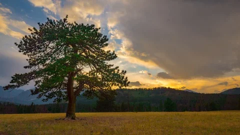 Pine Tree in the plains of wyoming Sunset with mountain time Lapse 4k Stock Footage 129352597