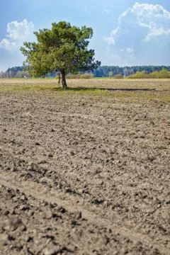 Pine tree in a plowed field Stock Photos