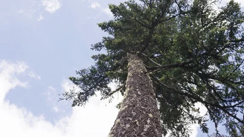 Pine tree point of interest shot looking up from trunk RED 4K slomo Stock Footage 109426859