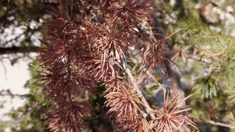 Pine tree with pointed leaves green and brown var 4K Stock Footage 161700938
