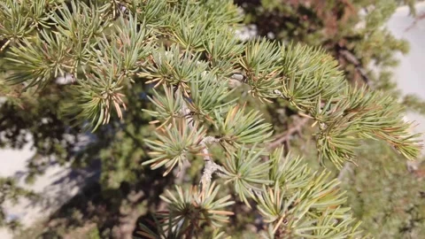 Pine tree with pointed leaves green and brown var 4K Stockbeeldmateriaal 161720091