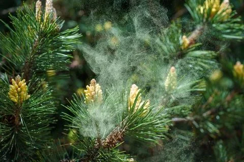 Pine Tree Pollen Cloud from Pinus sylvestris Branch in Spring Season Photos