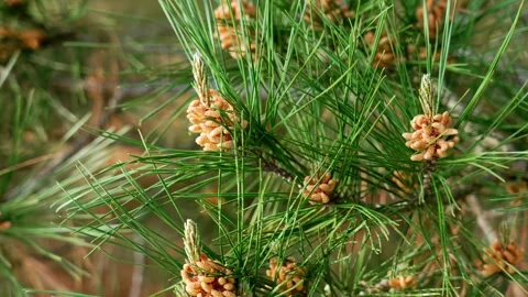 Pine tree pollen cones during blooming season Stock Footage 330420388