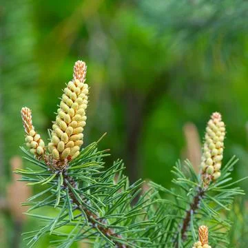 Pine tree pollen cones growing in spring forest Stock Photos