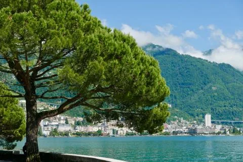 Pine tree on promenade fleuri Stock Photos