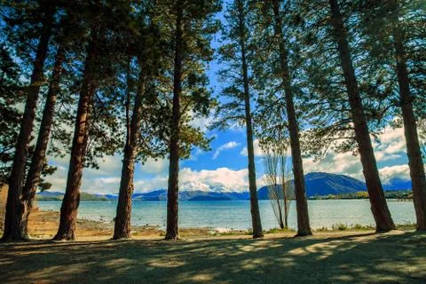 Pine tree in public park lake wanaka south land new zealand 写真素材