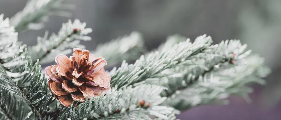 Pine tree with rain drop after rain, Dew drop Stock Photos