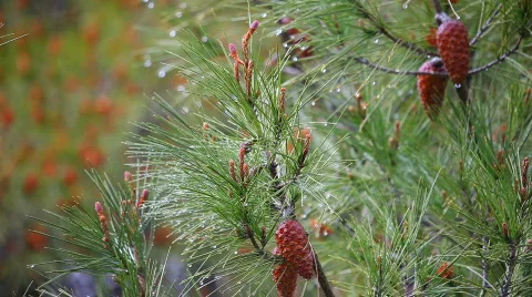 Pine tree by rain Видео 795596