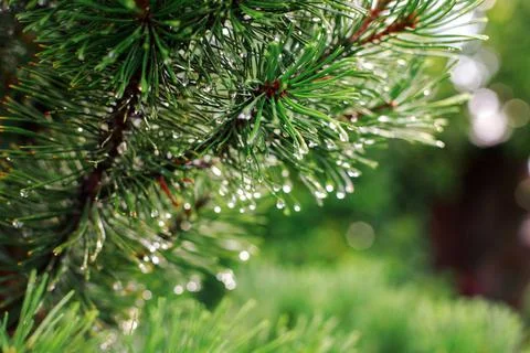 Pine tree with raindrops on needles background Foto stock