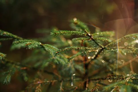 Pine tree with raindrops in the sunset light on green background Foto stock