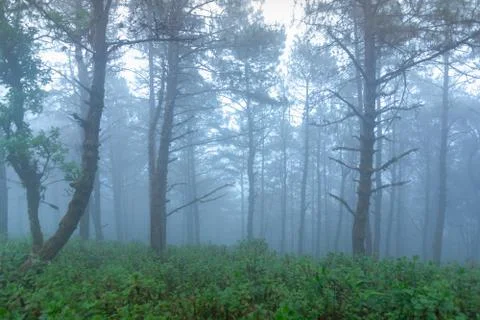 Pine tree rainforest at mon jong national park ,chaing mai,Thailand Stock Photos