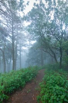 Pine tree rainforest at mon jong national park ,chaing mai,Thailand Stock Photos