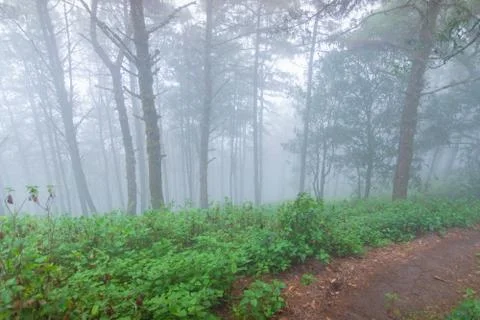 Pine tree rainforest at mon jong national park ,chaing mai,Thailand Stock Photos