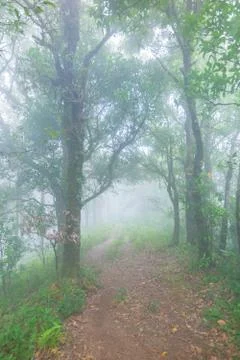 Pine tree rainforest at mon jong national park ,chaing mai,Thailand Foto stock