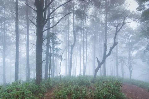 Pine tree rainforest at mon jong national park ,chaing mai,Thailand Stock Photos