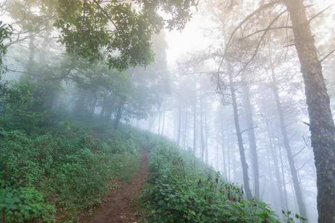 Pine tree rainforest at mon jong national park ,chaing mai,Thailand Stock Photos