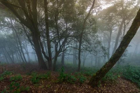 Pine tree rainforest at mon jong national park ,chaing mai,Thailand Stock Photos