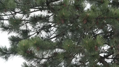 Pine tree on a rainy day 库存影片 129959869