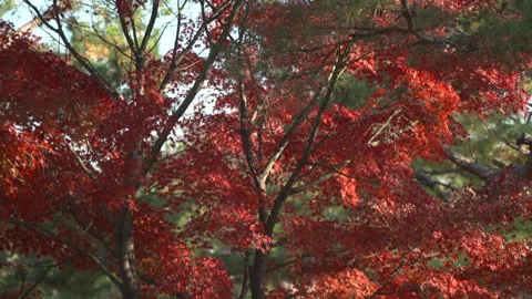 Pine tree with red autumn leaves Vídeos de archivo 336711728