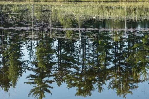 Pine Tree Reflection Stock Photos