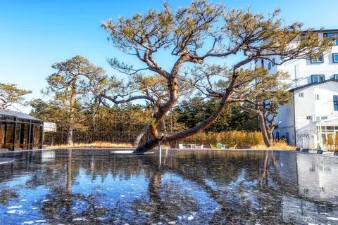 A pine tree reflection Stock Photos