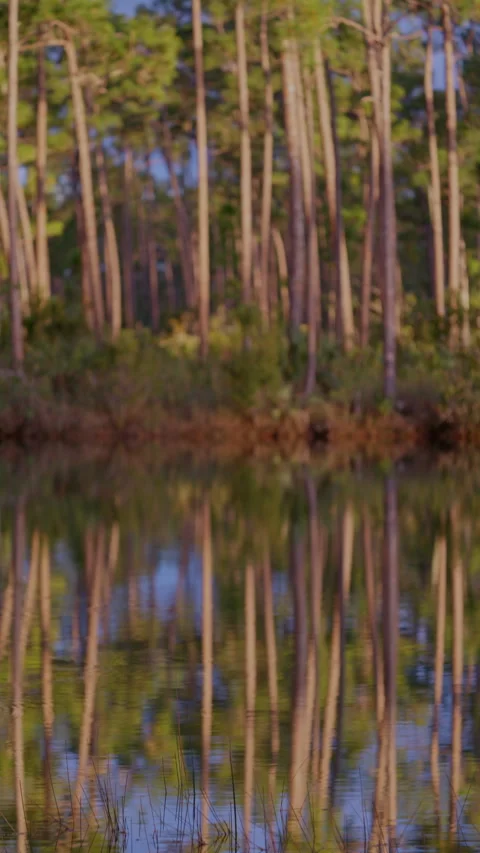 PINE TREE  REFLECTION IN WATER TIL-UP Stock Footage 280795614