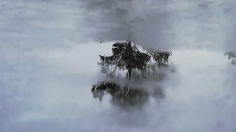 Pine tree, reflection of wood in melting ice. Melting lake ice puddle Spring Ice Stock Footage 205716471