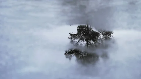 Pine tree, reflection of wood in melting ice. Melting lake ice puddle. Last Ice. Video stock 212169526