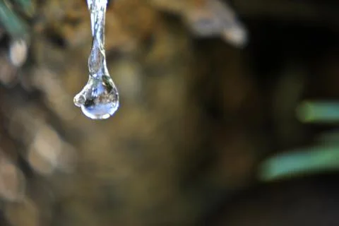 Pine tree resin drop Stock Photos