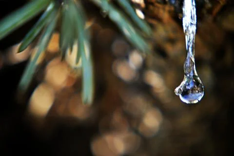 Pine tree resin drop Stock Photos