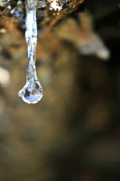 Pine tree resin drop Stock Photos