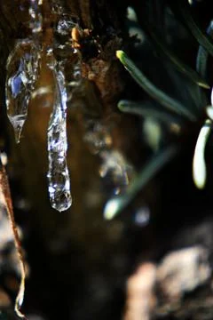 Pine tree resin Stock Photos