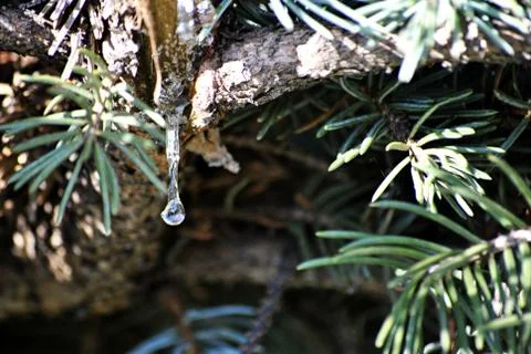Pine tree resin Stock Photos