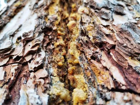 Pine tree resin. Foto stock