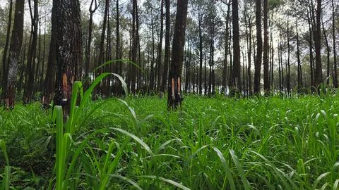 Pine Tree Resin Tapping Process in Natural Forest with Traditional Method S.. Stock Photos