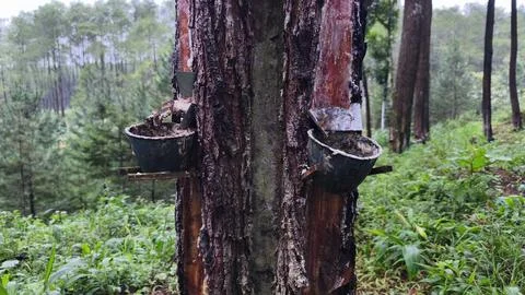 Pine Tree Resin Tapping Process in Natural Forest with Traditional Method S.. Stock Photos